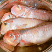 5匹限りの秋の高級魚「天然の甘鯛」!